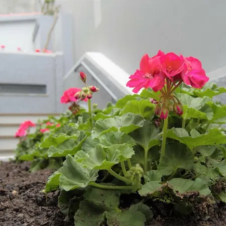 Turisticos Vitoria By Petit פונשל