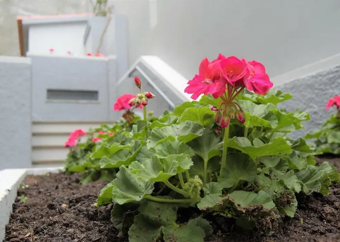 Turísticos Vitoria By Petit Funchal (Madeira)